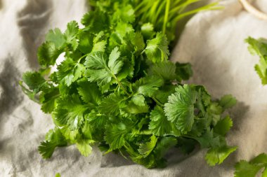 Çiğ Yeşil Organik Cilantro Bunch Birlikte Pişirmeye Hazır