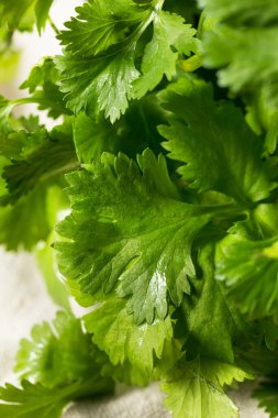 Çiğ Yeşil Organik Cilantro Bunch Birlikte Pişirmeye Hazır