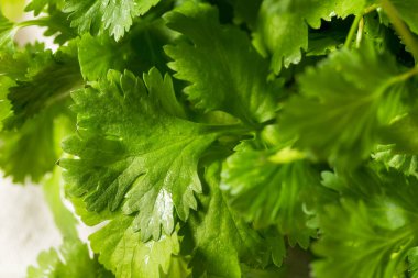 Çiğ Yeşil Organik Cilantro Bunch Birlikte Pişirmeye Hazır