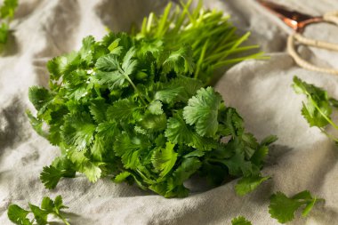 Çiğ Yeşil Organik Cilantro Bunch Birlikte Pişirmeye Hazır