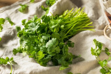 Çiğ Yeşil Organik Cilantro Bunch Birlikte Pişirmeye Hazır