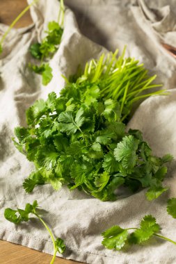 Çiğ Yeşil Organik Cilantro Bunch Birlikte Pişirmeye Hazır