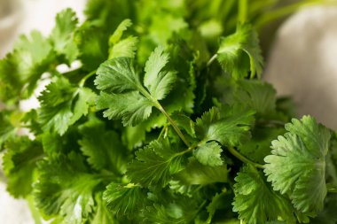 Çiğ Yeşil Organik Cilantro Bunch Birlikte Pişirmeye Hazır