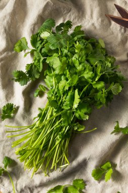 Çiğ Yeşil Organik Cilantro Bunch Birlikte Pişirmeye Hazır