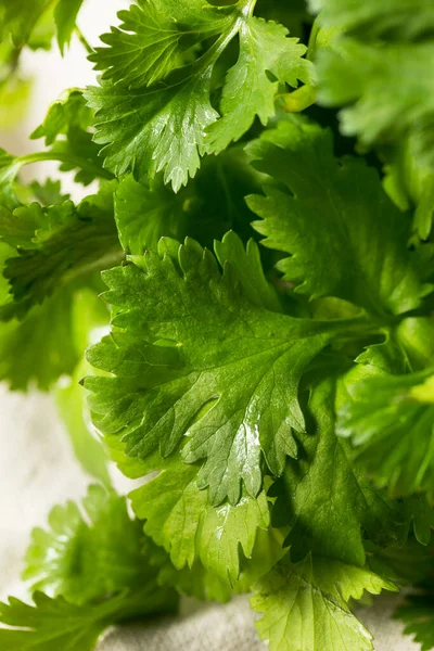 Syrové Zelené Organické Cilantro Parta Připravena Vařit — Stock fotografie