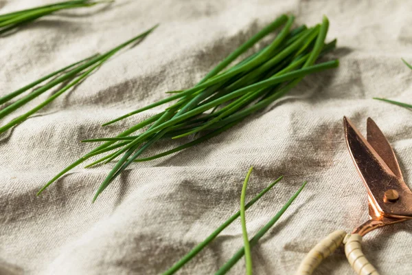 Chives Frescas Orgánicas Verdes Crudas Listas Para Cocinar Con —  Fotos de Stock