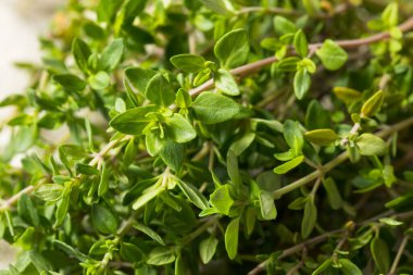 Bir demet çiğ yeşil organik kekik bitkisi