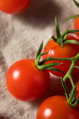 Çiğ kırmızı organik vişneli domatesler asmada