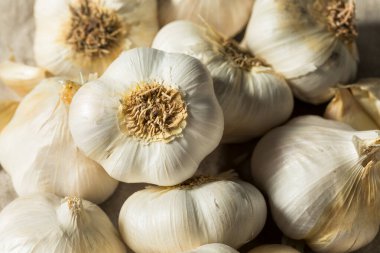 Çiğ, organik sarımsak soğanları pişmeye hazır.