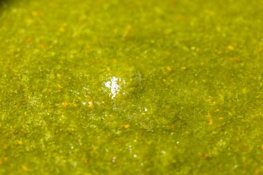 Organik, sağlıklı Hint Nane Şekeri, acı biberli Chutney.