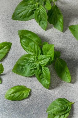 Organik Çiğ Yeşil Basil Birlikte Pişirmeye Hazır Yapraklar