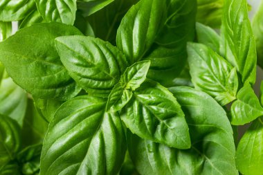 Organik Çiğ Yeşil Basil Birlikte Pişirmeye Hazır Yapraklar