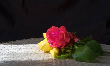 Kırmızı sarı bir gül