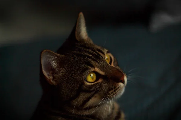 Katze Mit Gelben Augen — Stockfoto
