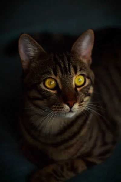 Gato Con Ojos Amarillos — Foto de Stock