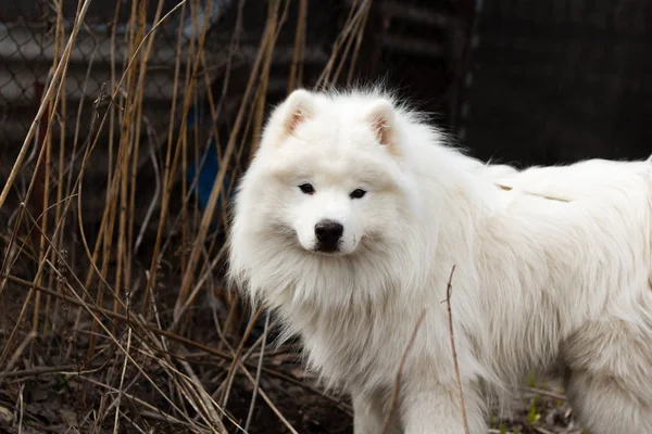 Portret Van Een Witte Hond Samojeed Husky — Stockfoto