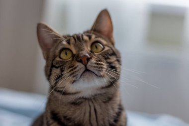 Çizgili kahverengi güzel kedi