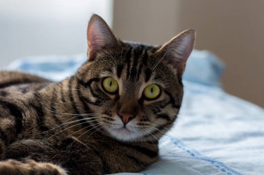 Çizgili kahverengi güzel kedi