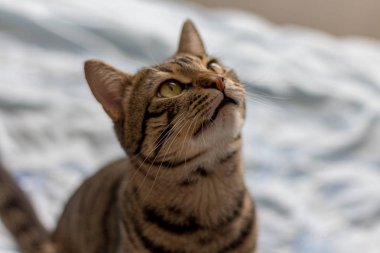 Çizgili kahverengi güzel kedi