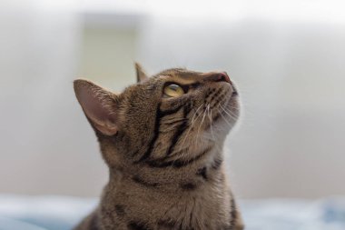 Çizgili kahverengi güzel kedi