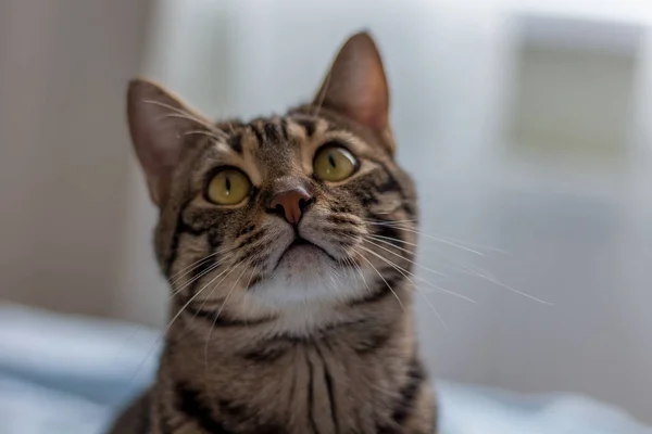 ストライプブラウン美しい猫 — ストック写真