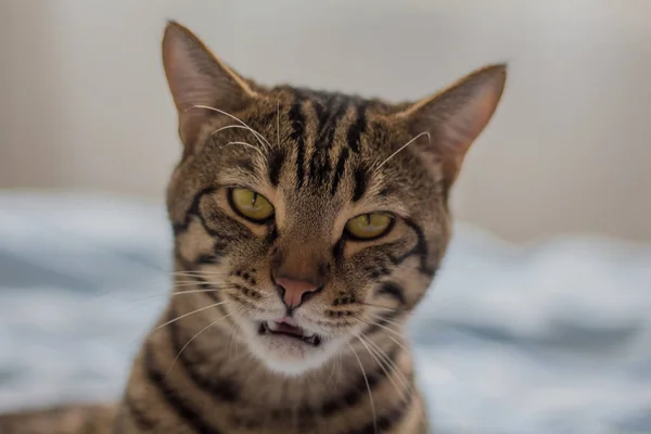 ストライプブラウン美しい猫 — ストック写真