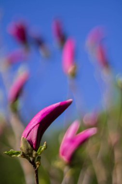 Mor Manolya bud üzerinde mavi arka plan bulanık