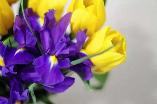 Букет Желтых Тюльпанов Фиолетовых Ирисов Белом Фоне — стоковое фото