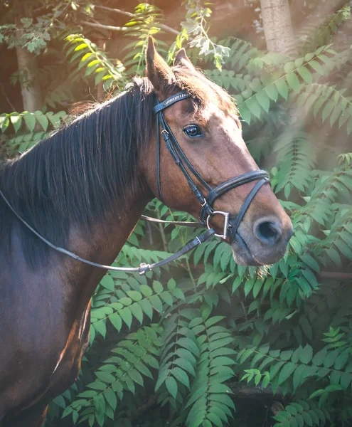 Sorrel horse. Side view head shot of a bay stallion. Portrait of a thoroughbred bridled horse, blur green trees background, selective focus. Equestrian sport.