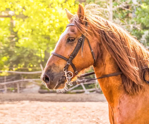 Sorrel horse. Side view head shot of a bay stallion. Portrait of a thoroughbred bridled horse, blur green trees background, selective focus. Equestrian sport.