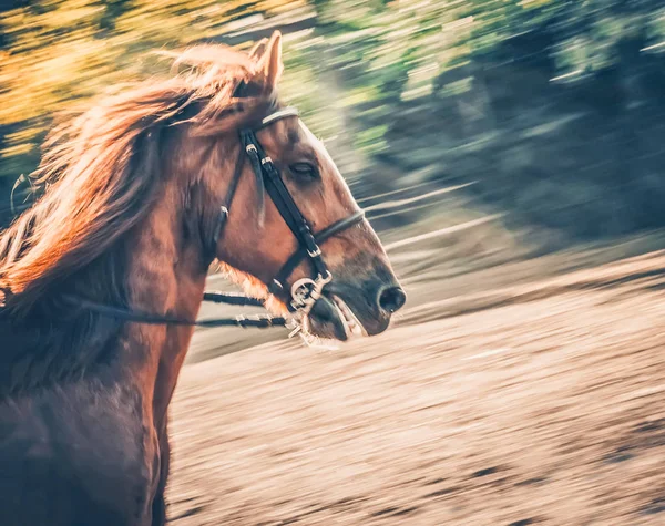Sorrel horse. Side view head shot of a running bay stallion. Portrait of a thoroughbred bridled horse, blur motion green trees background, selective focus. Equestrian sport.