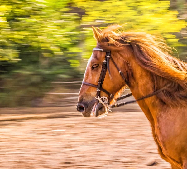 Sorrel horse. Side view head shot of a running bay stallion. Portrait of a thoroughbred bridled horse, blur motion green trees background, selective focus. Equestrian sport.