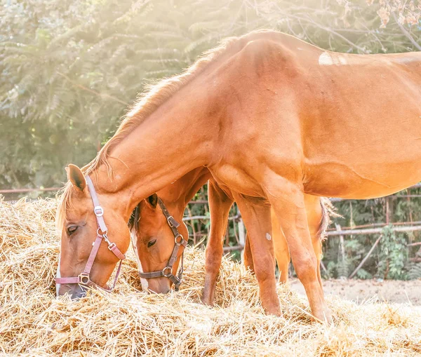 Horses eating a hay at ranch summertime. Brown, piebald and gray mares and foals feeding a forage, autumn or summer sunny day. Horses chewing dry grass, green trees at the background.