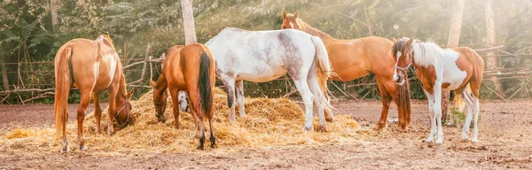 Horses eating a hay at ranch summertime. Brown, piebald and gray mares and foals feeding a forage, autumn or summer sunny day. Horses chewing dry grass, green trees at the background.