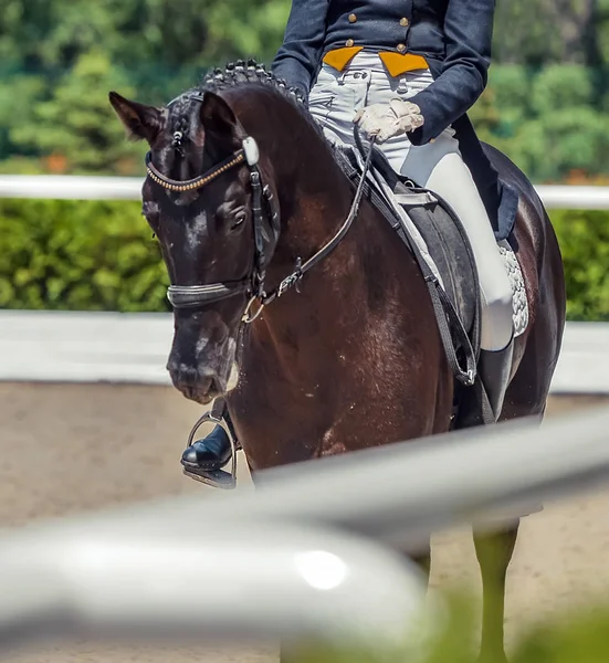 Dressage horse and rider. Sorrel horse portrait during equestrian sport competition. Advanced dressage test. Copy space for your text.