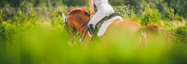 Horse horizontal banner for website header design. Dressage horse and rider in uniform during equestrian competition. Blur green trees as background.