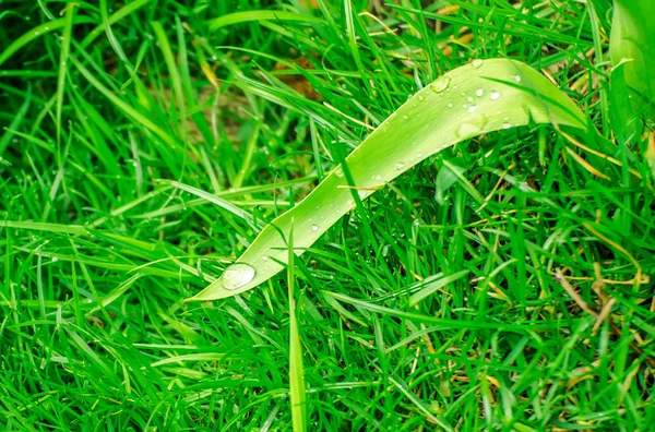 Green background with grass. Water drops on the green grass. Drop of dew in morning on a leaf.