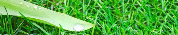 Green background with grass. Water drops on the green grass. Drop of dew in morning on a leaf. Banner, header for web design.