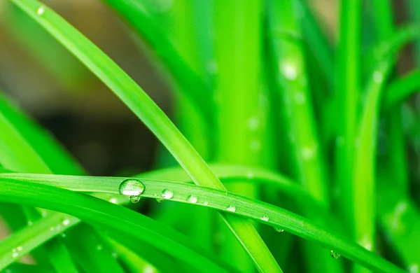 Green background with grass. Water drops on the green grass. Drop of dew in morning on a leaf.