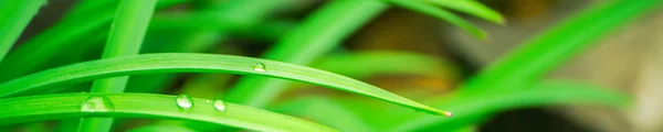 Green background with grass. Water drops on the green grass. Drop of dew in morning on a leaf. Banner, header for web design.