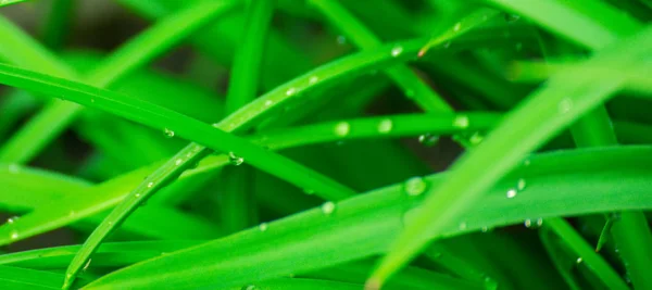 Green background with grass. Water drops on the green grass. Drop of dew in morning on a leaf.