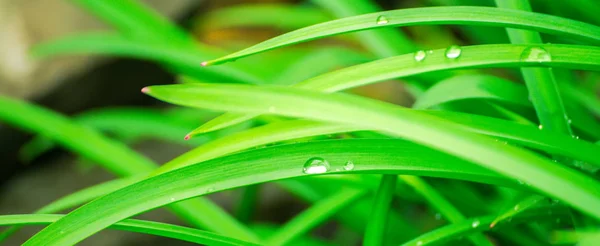 Green background with grass. Water drops on the green grass. Drop of dew in morning on a leaf.