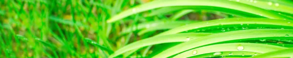 Green background with grass. Water drops on the green grass. Drop of dew in morning on a leaf. Banner, header for web design.