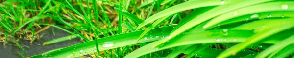 Green background with grass. Water drops on the green grass. Drop of dew in morning on a leaf. Banner, header for web design.