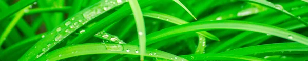 Green background with grass. Water drops on the green grass. Drop of dew in morning on a leaf. Banner, header for web design.