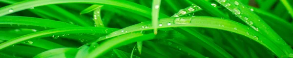 Green background with grass. Water drops on the green grass. Drop of dew in morning on a leaf. Banner, header for web design.