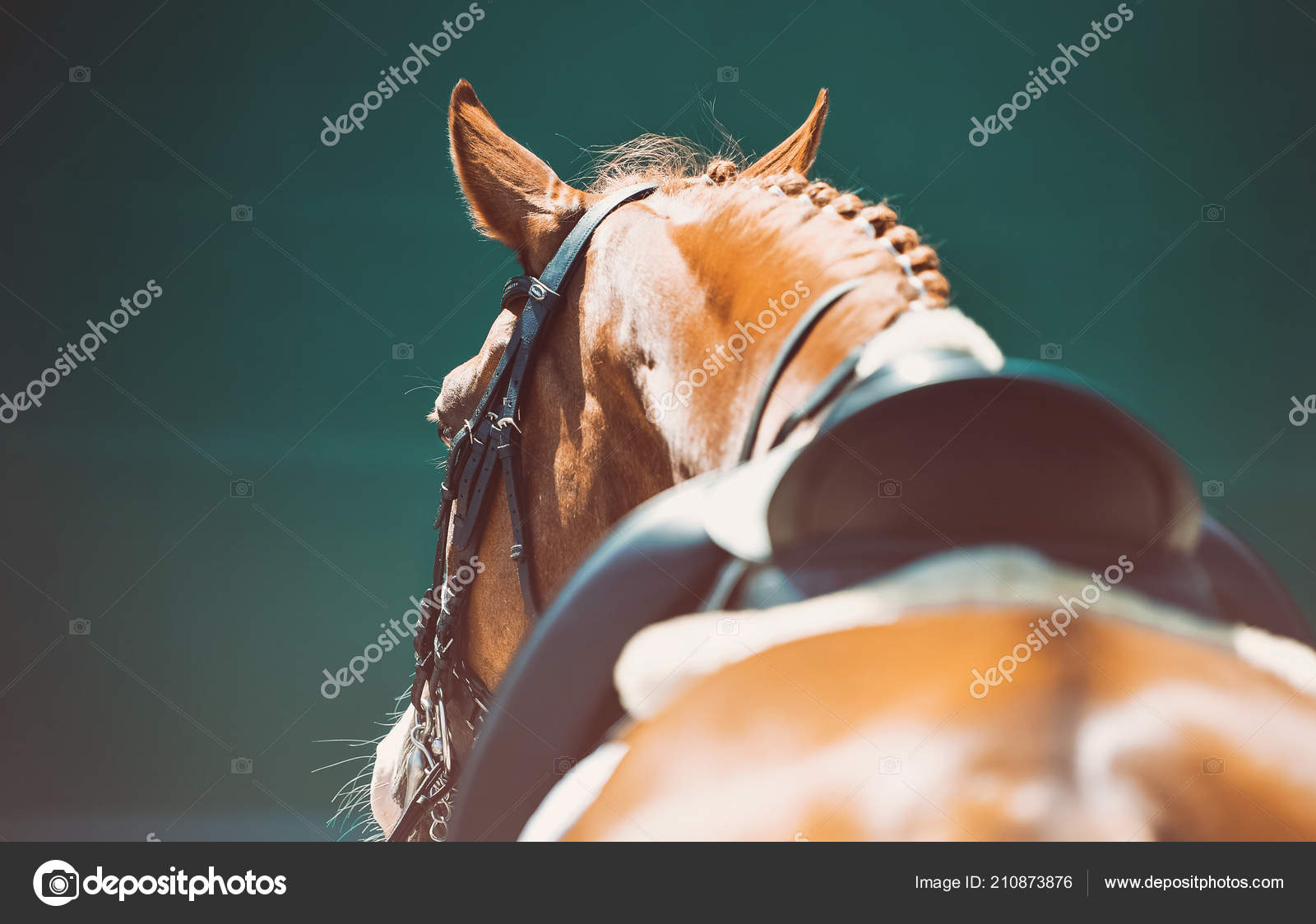 SCARICA SFONDO FOTO DRESSAGE