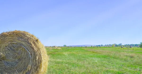 Hay roll on a meadow on a warm summer or autumn day, blue sky. Beautiful landscape. Agricultural field. Hay bale in field.