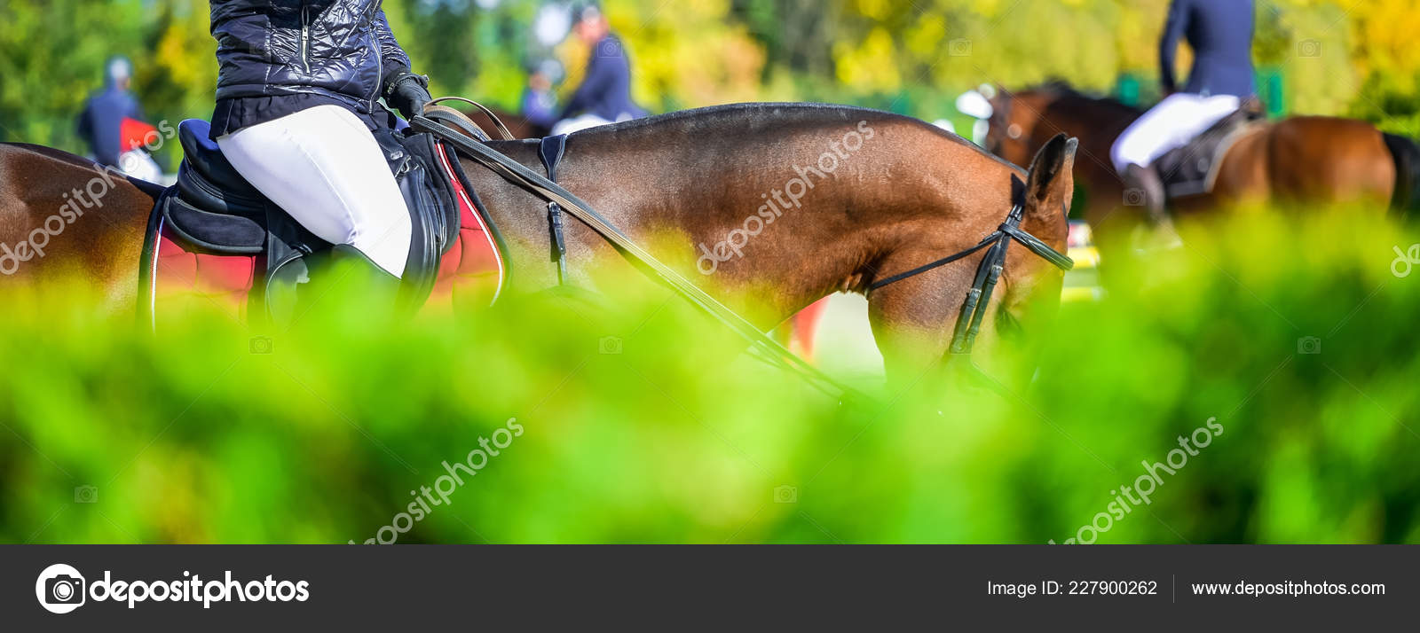 スイバ馬ショー 乗馬スポーツをジャンプでの美しい女の子 薄茶の馬とジャンプに行く制服の女の子 水平方向の Web ヘッダーやバナー デザイン テキストのコピー スペース ストック写真 C Martanovak