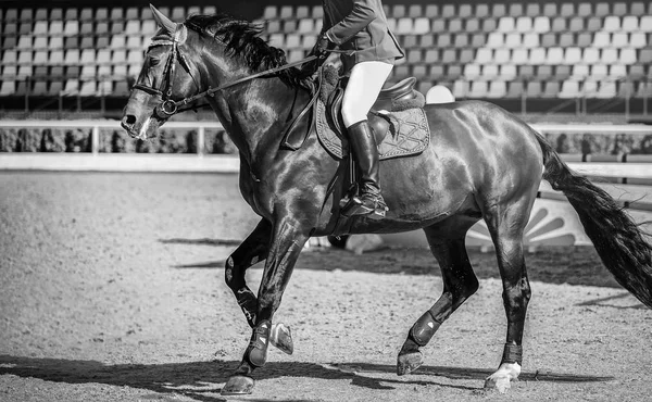 Horse horizontal black and white banner for website header, poster, wallpaper, monochrome design. Rider in uniform perfoming jump at show jumping competition. Blur sunlight trees as background.